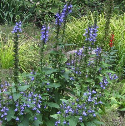 Lobelia siphilitica - Big Blue Lobelia