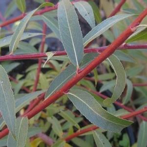 Salix alba Britzensis - Coral Bark Willow