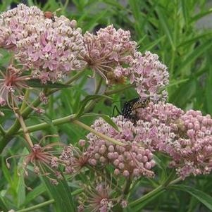 Asclepias incarnata - Swamp Milkweed