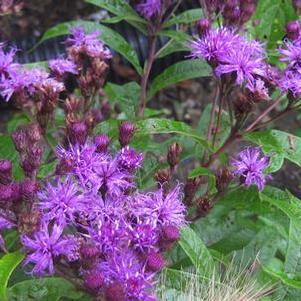 Vernonia noveboracensis - New York Ironweed