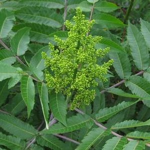 Rhus glabra - Smooth Sumac