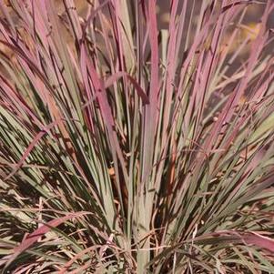 Schizachyrium scoparium Standing Ovation - Little Bluestem