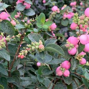 Symphoricarpos x Proud Berry® - Coralberry