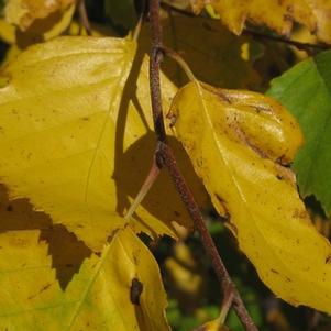 Betula nigra Heritage® - Riverbirch