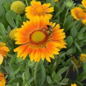 Gaillardia aristata Arizona Apricot - Blanket Flower