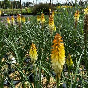 Kniphofia x Pyromania® 'Hot and Cold' - Red Hot Poker