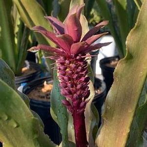 Eucomis comosa African Night - Pineapple Lily
