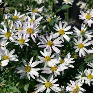 Kalimeris integrifolia Daisy Mae - Japanese Aster