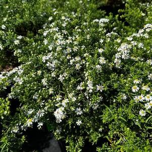 Aster ericoides Bridal Veil - Heath Aster