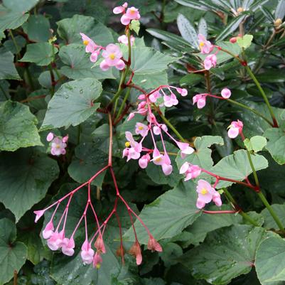 Begonia grandis - Hardy Begonia