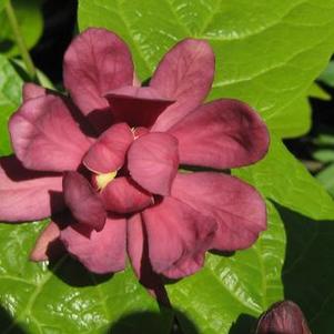 Calycanthus raulstonii Hartlage Wine - Sweetshrub