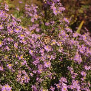 Aster laevis Bluebird - Smooth Aster