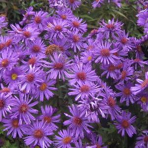 Aster novae-angliae Purple Dome - New England Aster