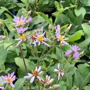 Aster macrophyllus Twilight