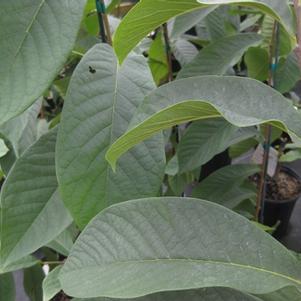 Asimina triloba- Multiple Varieties Available 