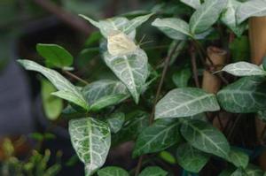 Euonymus fortunei Wolong Ghost