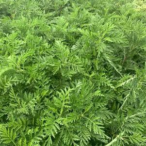 Artemisia gmelinii SunFern™ 'Olympia'