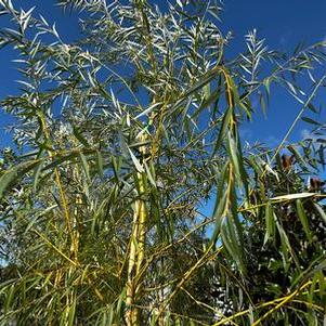 Salix alba Niobe