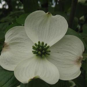 Cornus florida Appalachian Joy