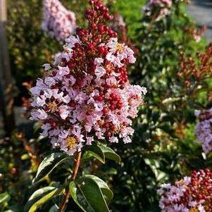 Lagerstroemia Pink Pig