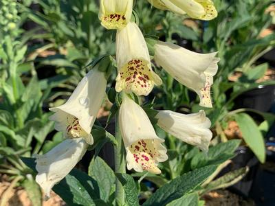 Digitalis purpurea 'Dalmatian Creme' - Foxglove from Pleasant Run Nursery