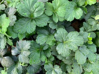 Geum fragarioides - Barren Strawberry from Pleasant Run Nursery