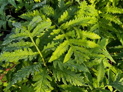 Onoclea sensibilis - Sensitive Fern from Pleasant Run Nursery