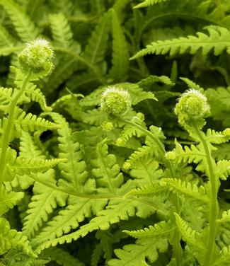 Thelypteris decursive-pinnata - Japanese Beech Fern from Pleasant Run Nursery