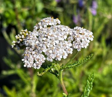 Achillea millefolium - Common Yarrow from Pleasant Run Nursery