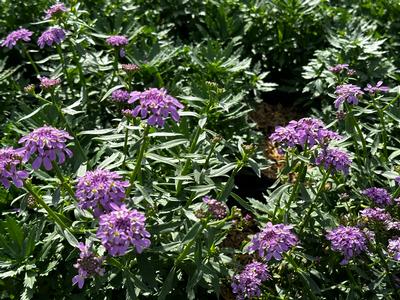 Iberis sempervirens 'Mermaid Lavender' - Candytuft from Pleasant Run Nursery