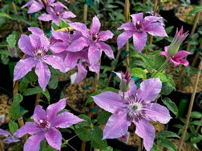 Clematis 'Rosalie™' - Clematis from Pleasant Run Nursery