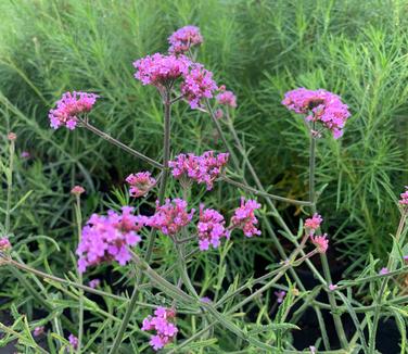 Verbena bonariensis 'Lollipop' - Vervain - Verbena from Pleasant Run Nursery