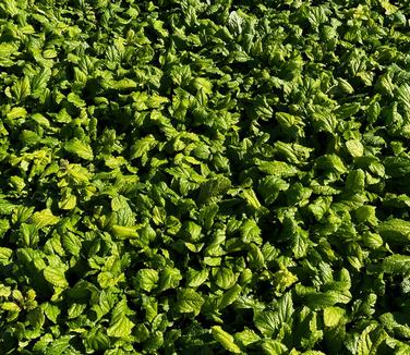 Ajuga x 'Tropical Toucan' - Bugleweed from Pleasant Run Nursery