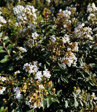 Lagerstroemia 'Diamond Dazzle' - Diamond Dazzle Crapmyrtle from Pleasant Run Nursery