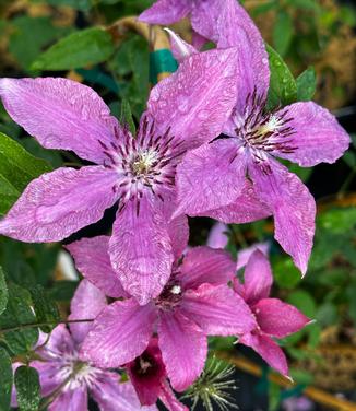 Clematis Rosalie™ - Clematis from Pleasant Run Nursery