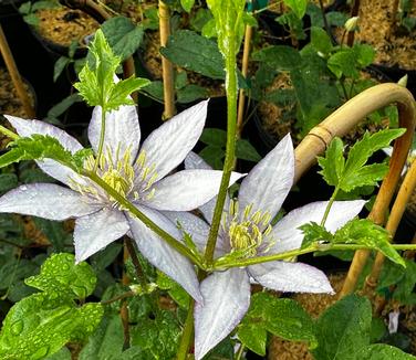 Clematis Samaritan Jo™ - Clematis from Pleasant Run Nursery