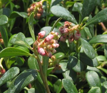 Arctostaphylos uva-ursi Massachusetts - Bearberry 