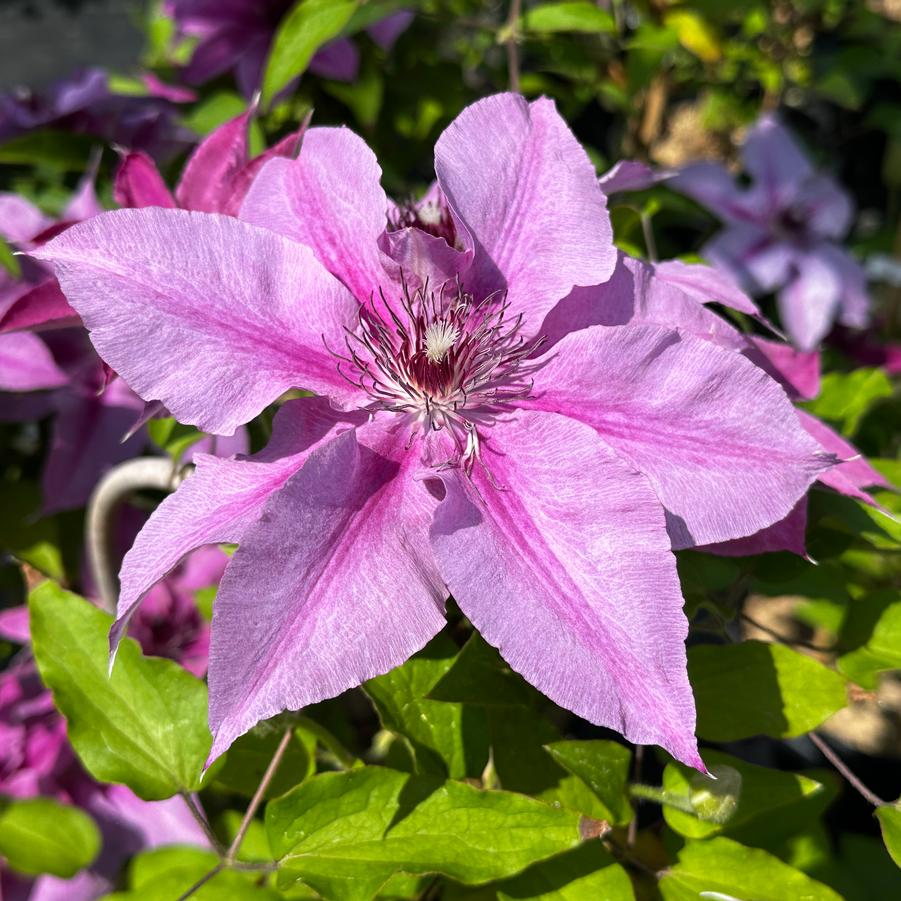 Clematis Rosalie™ - Clematis from Pleasant Run Nursery