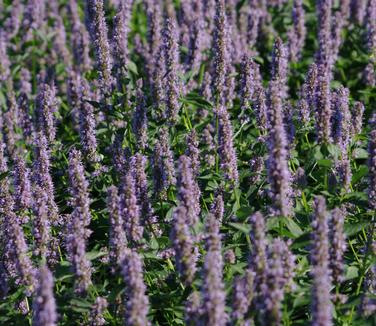 Agastache x Blue Fortune