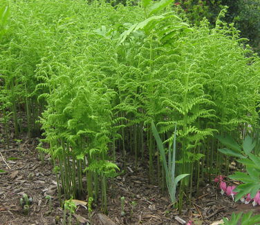 Dennstaedtia punctilobula (@ Maine Bot Garden)