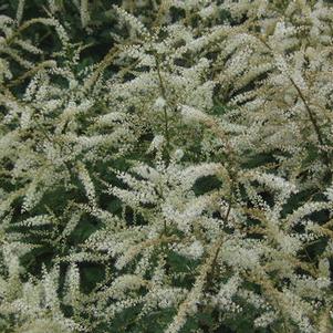 Aruncus x Misty Lace