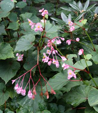 Begonia grandis - Hardy Begonia from Pleasant Run Nursery