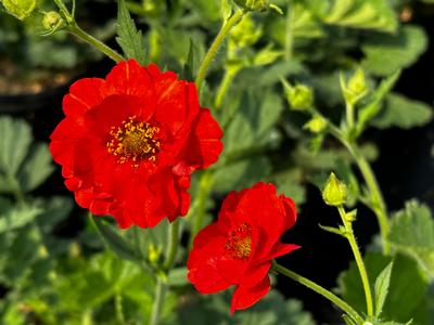 Geum flora plena 'Blazing Sunset' - Avens from Pleasant Run Nursery