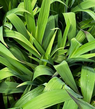 Iris x ampliflora 'Ming Treasure' - Ampliflora Iris from Pleasant Run Nursery