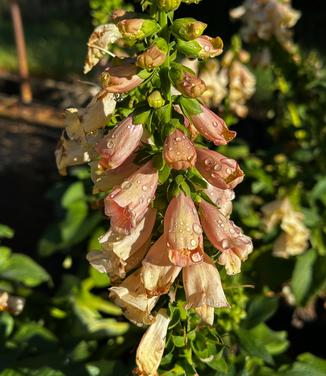 Digitalis purpurea 'Dalmatian Peach' - Foxglove from Pleasant Run Nursery