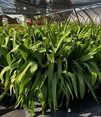 Iris x ampliflora 'Ming Treasure' - Ampliflora Iris from Pleasant Run Nursery