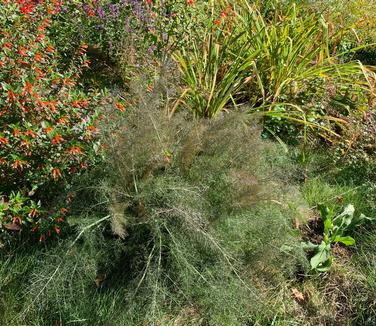 Foeniculum vulgare 'Purpureum'