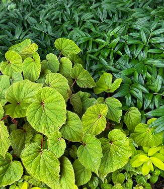 Begonia grandis - Hardy Begonia from Pleasant Run Nursery