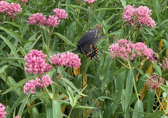 Asclepias incarnata 'Soulmate'