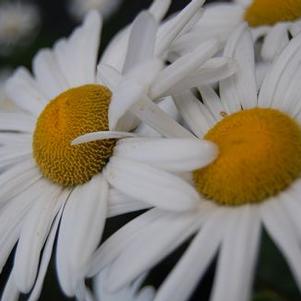 Nipponanthemum nipponicum - Montauk Daisy
